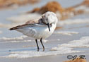 Calidris alba